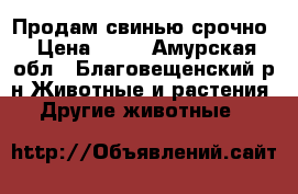 Продам свинью срочно › Цена ­ 25 - Амурская обл., Благовещенский р-н Животные и растения » Другие животные   